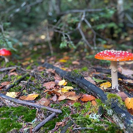 Morvan La Pastourelle Quarré-les-Tombes Zewnętrze zdjęcie