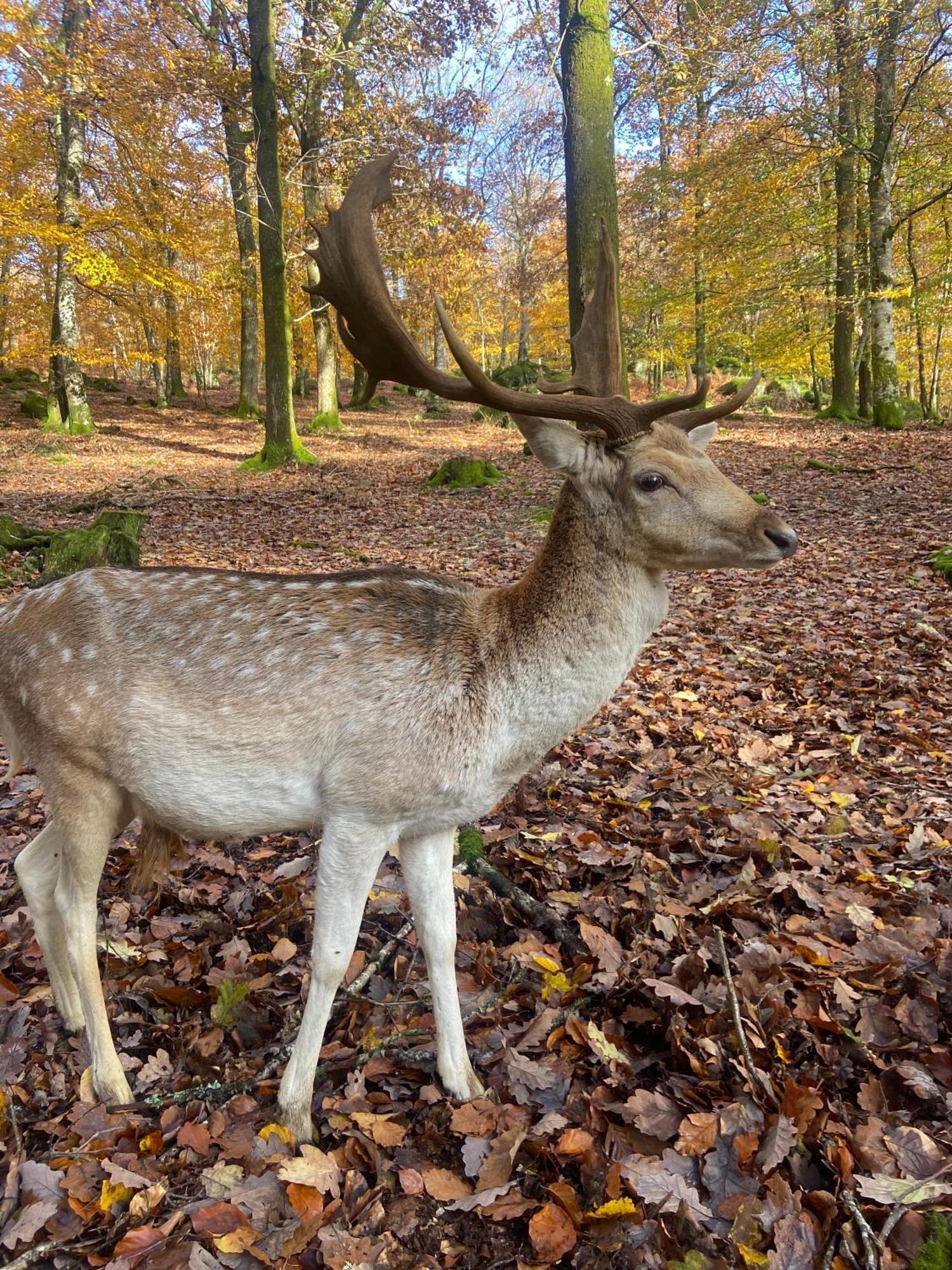 Morvan La Pastourelle Quarré-les-Tombes Zewnętrze zdjęcie